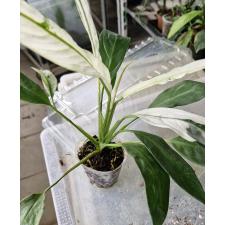 Спатифиллум сп. Нью Ван / Spatiphyllum sp New One