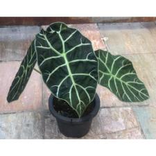 Alocasia watsoniana x sib1.7"B37ps. October