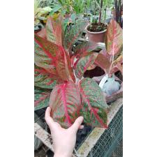 Aglaonema T20 Sub Mongkol