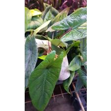 Alocasia scalprum 2.5"