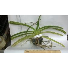 Ринхостилис ретуса, альба / Rhy. retusa, Alba