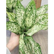 Аглаонема Рич номер 6. / Aglaonema Rich no.6 A-70