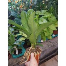 Anthurium Elipticum 'jungle Bush' в 12 см горшке