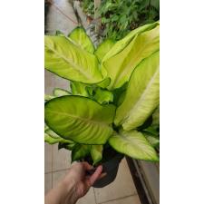 Dieffenbachia 'summer Style' 19 cm pot