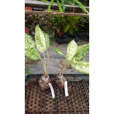 Aglaonema Pride of Pra Ngern 47 (апрель) уценка 1100р