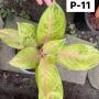 Aglaonema P-11 Golden Bay