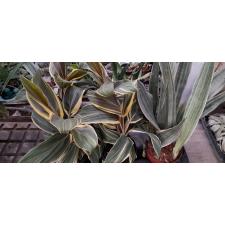 cordyline kiwi 14 cm pot