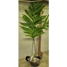 Дринария Дуболитсная "Гиганский лист" / Drynaria quercifolia 'Giant leaf' 90