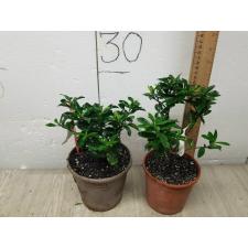 Ixora sp.(T15) white flower