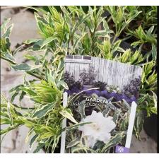 Gardenia radicans golden crown  15 pot