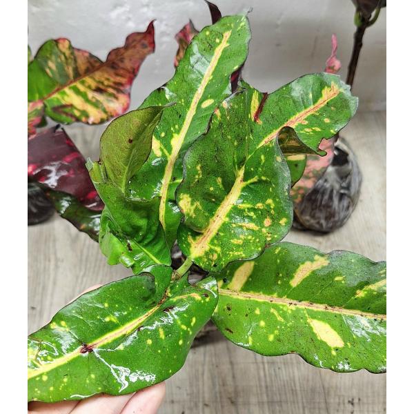 Codiaeum Nongluk 53-46/1