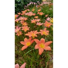 Zephyranthes Lotus, orange