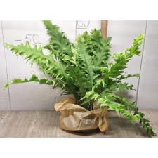 Microsorum sp. Africa