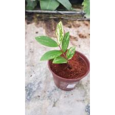 Zamioculcas zamifolia variegated short leaf 3pot