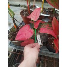 Aglaonema Unyamanee ‘Ploy Chompoo’.124 pot