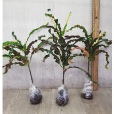 Codiaeum C-5 Sung thong