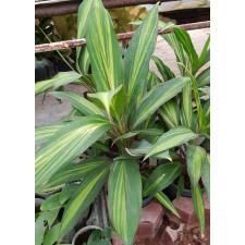 Cordyline Fruti. 'kiwi' 650р