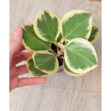 Hoya pachyclada variegata 190 