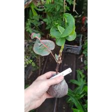 Codiaeum Ploen Chit. 81 уценка 850р