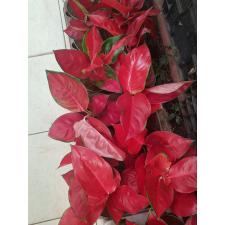 aglaonema super red star 12 см горшок