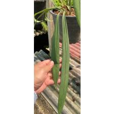 Anthurium vittarifolium(green leaf) 184