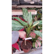 Aglaonema Sethee Ngern Laan  101 - 102