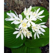 Eurycles (Proiphys) amboinensis pot