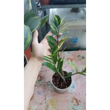 Zamioculcas zamiifolia variegated (short leaf) pot 3500p