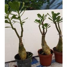 Adenium EK 8425