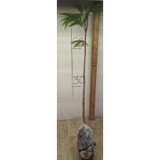 Сарака индика (Ашока) / Saraca indica (Ashoka) 261