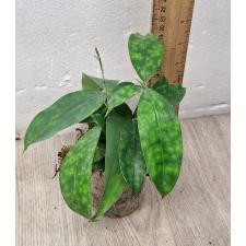 Dracaena Surculosa pot 