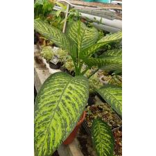 Dieffenbachia seguine reva pot 