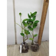 Citrus aurantifolia ‘Manao Paen’ variegated 38