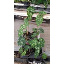 Alocasia Hilo Beauty (Xanthocaladium Hilo Beauty)  pot