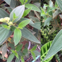 Melastoma sp.(T03) (silver hair and narrow leaf) (purple flower)=Tibouchina urvilleana (narrow leaf)