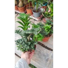 Zamioculcas Zenzi 4+ 14 cm pot