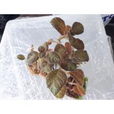 Episcia sp 150p