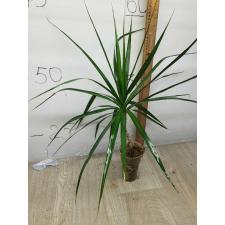 Dracaena marginata