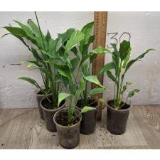 Спатифиллум Алмаз Варегатный / Spathiphyllum Diamond Variegated