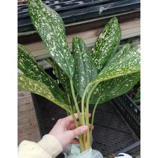 Aglaonema P-21 Pet ra cha