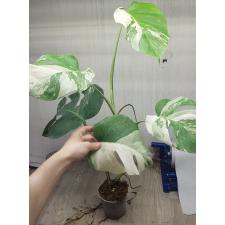 Monstera deliciosa variegata 4500р