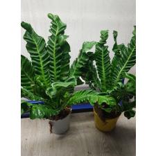 Asplenium Cobra pot L 1800p