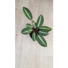 Calathea undulata pot
