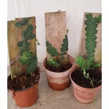 Rhaphidophora sp на доске по 2200р