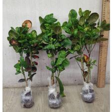 Codiaeum Tang hoo A56