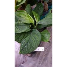 Monstera sp.(T04) Southern Thailand (S)