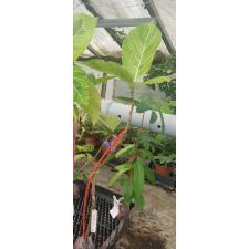 Ficus sp.(T39) (white variegated) 404