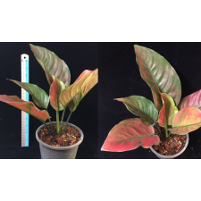 Aglaonema Maha Heng 52