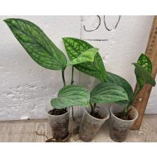 Монстера сп. Сиам Монстера / Monstera sp. Siam Monster (S)