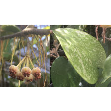 Hoya kerrii 'Spot leaf'  854